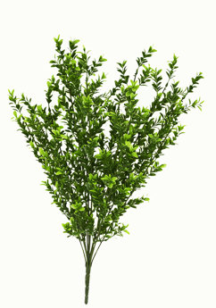 Boxwood Bush UV 55cm