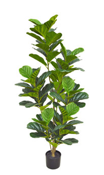 Fiddle-Leaf Ficus 1.6m dlx 