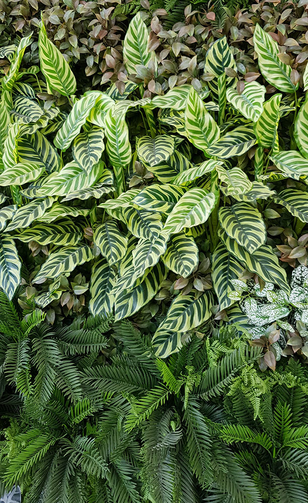 Large feature Green-Wall in apartment entry courtyard... image 6