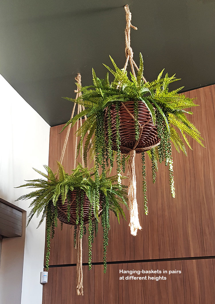 Hanging-Baskets- cool green looks without losing floor-space... image 3