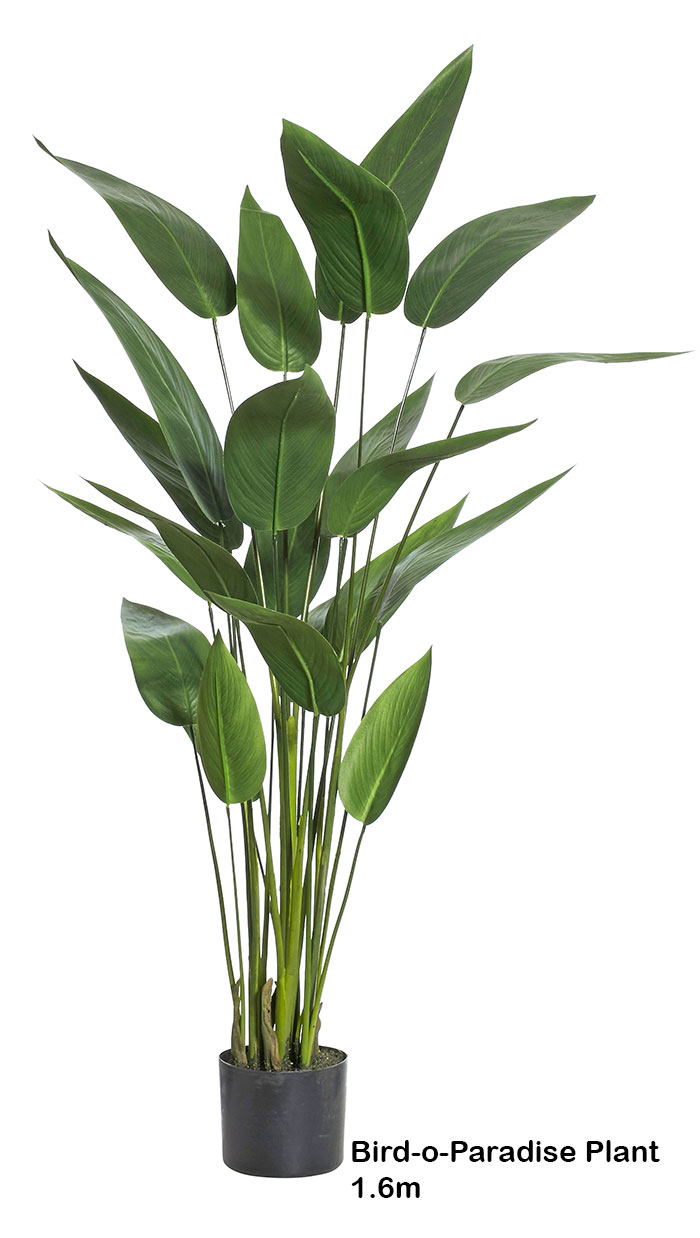 Trough Planters- with Bird-o-Paradise 1.5m tall  