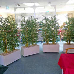 Trough Planters- with Bamboos 1.6m tall - artificial plants, flowers & trees - image 2