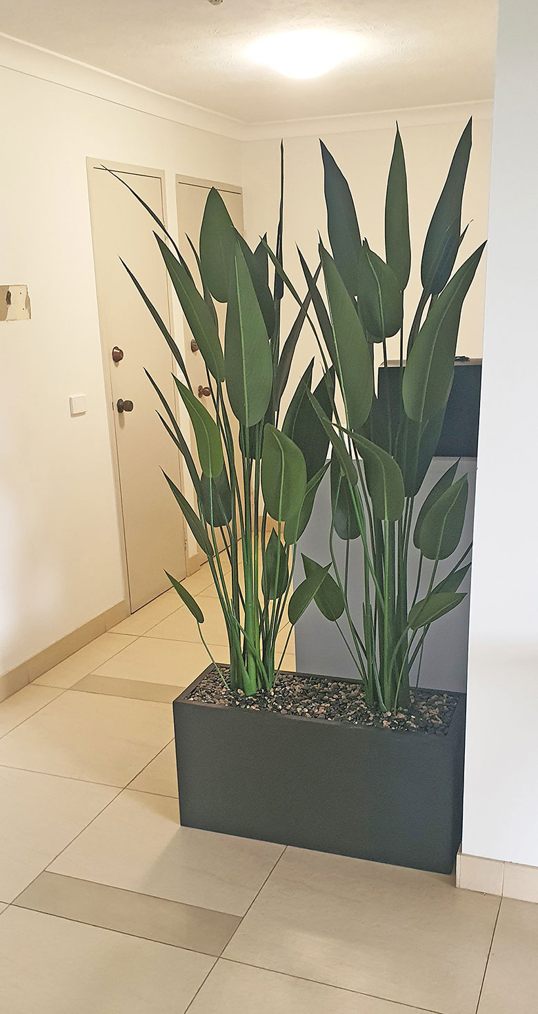 Trough Planters- with Bird-o-Paradise 1.5m tall  