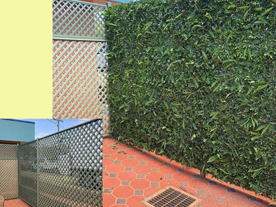 Before & After Shots..... Green-Walls 3