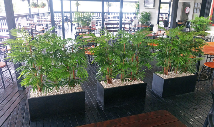 Bamboo Palm 1.2m
