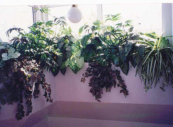 Domestic Settings- indoor