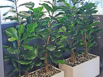 Office Planters using Fiddle-Leaf Ficus...