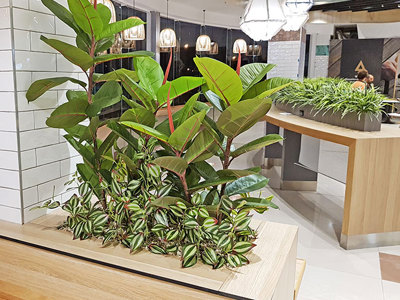 'Greening-up' a Food Court in shopping centre...