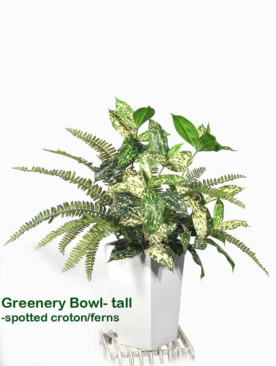 Greenery Bowls- spotted Croton & Fern mix