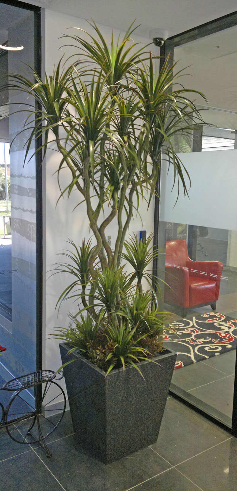 Dracaena- mini-yucca 2.1m with 10 heads