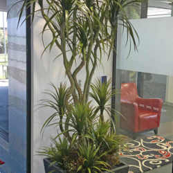 Dracaena- mini-yucca 2.1m with 10 heads - artificial plants, flowers & trees - image 8