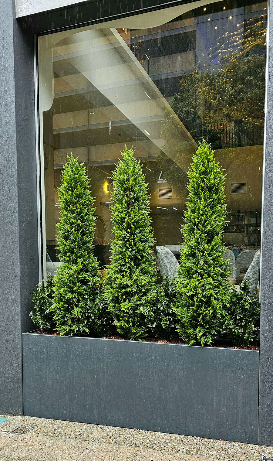 Cypress Pine [indoor]  2.1m