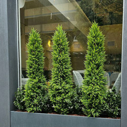 Cypress Pine [indoor]  2.1m - artificial plants, flowers & trees - image 1