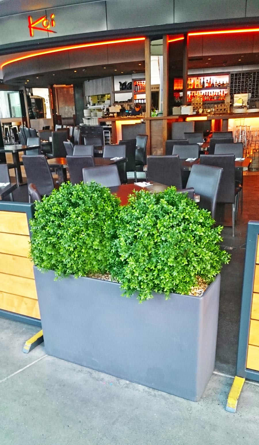 Boxwood Topiary 55cm UV