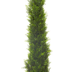 Pencil Pine 1.8m UV - artificial plants, flowers & trees - image 2