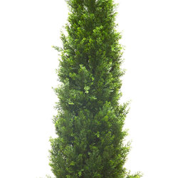 Cypress Pine UV 1.8m  - artificial plants, flowers & trees - image 4