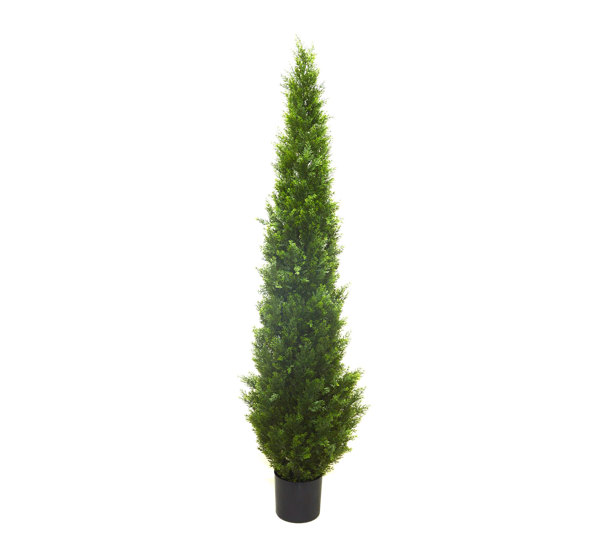 Cypress Pine UV 1.8m