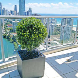 Boxwood Topiary 55cm UV - artificial plants, flowers & trees - image 1