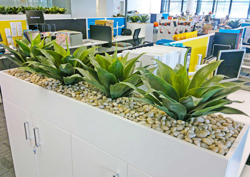 Agave