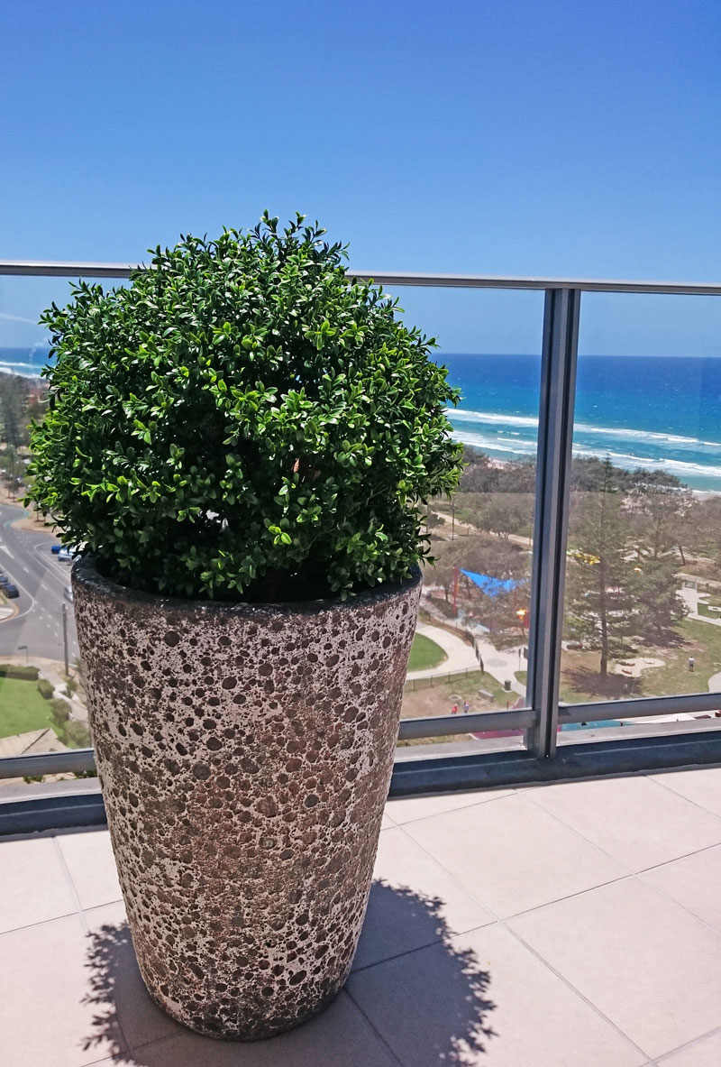 Boxwood Topiary 55cm UV
