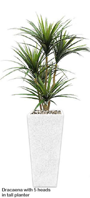 Dracaena- mini-yucca 1.2m with 4 heads