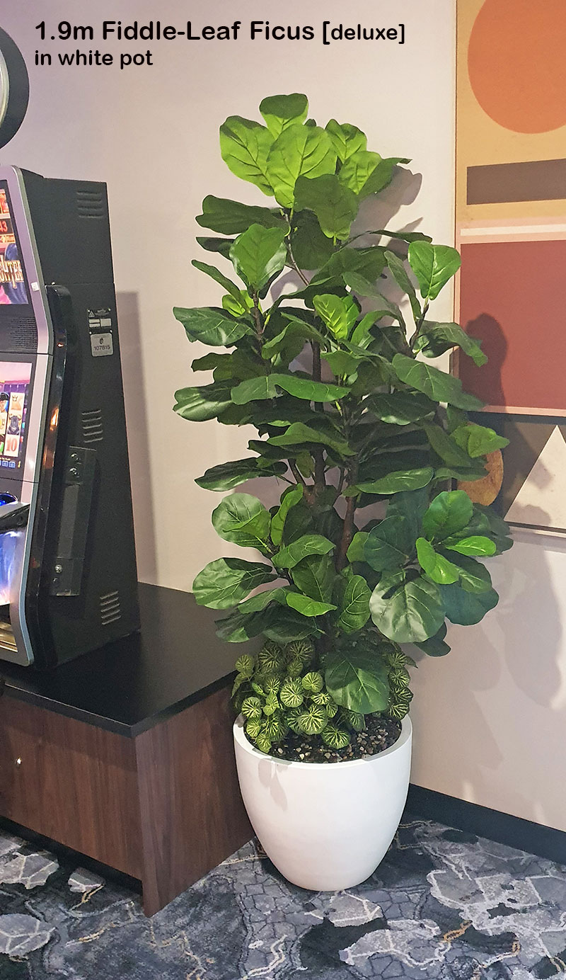 Trough Planters- with Fiddle-Leaf Ficus 1.9m