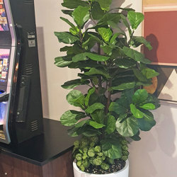 Trough Planters- with Fiddle-Leaf Ficus 1.9m - artificial plants, flowers & trees - image 4