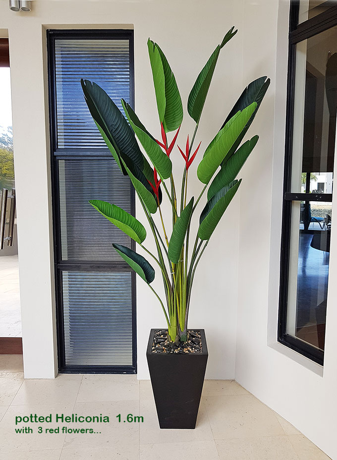Heliconia Palms- Flowering 1.6m with 2 flowers
