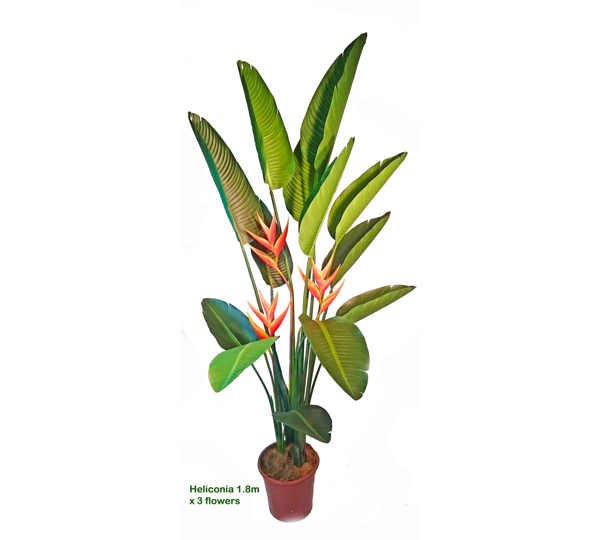 Heliconia Palms- Flowering 1.6m with 2 flowers