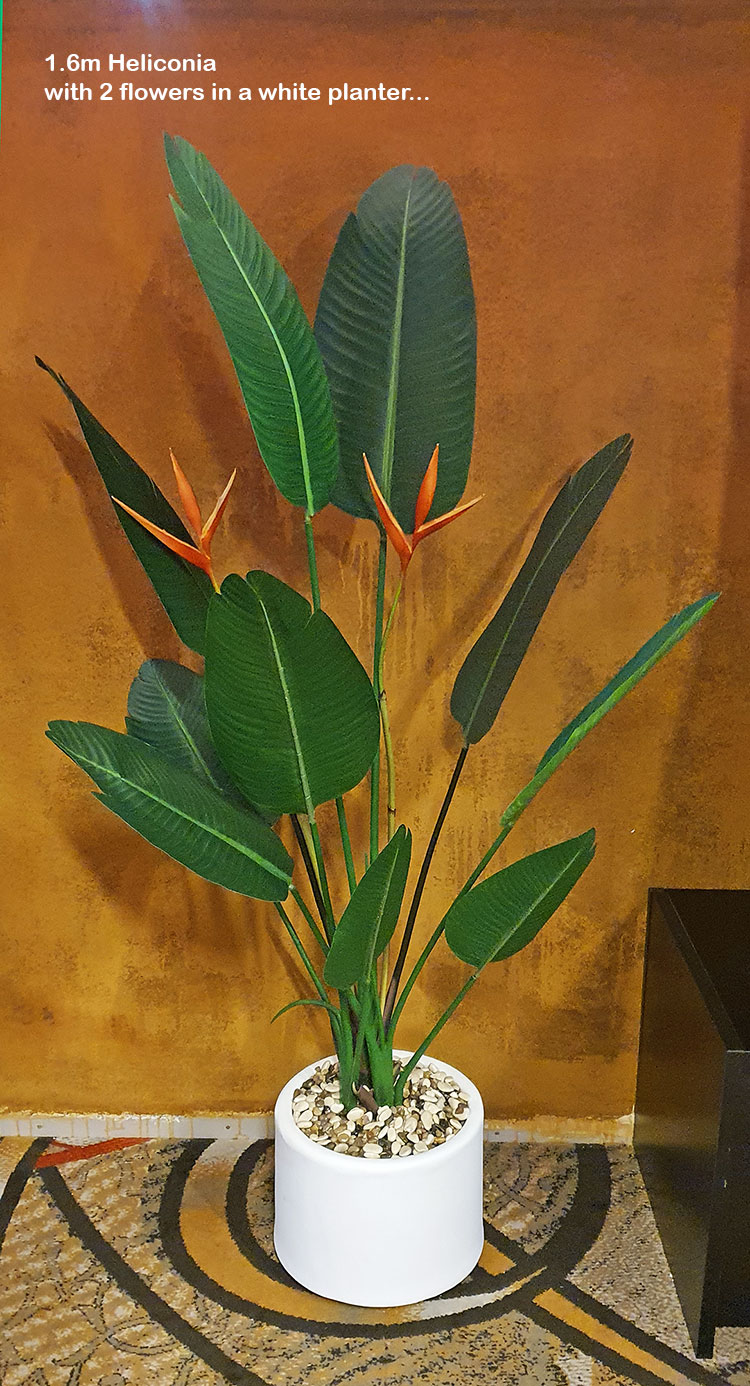 Heliconia Palms- Flowering 1.6m with 2 flowers