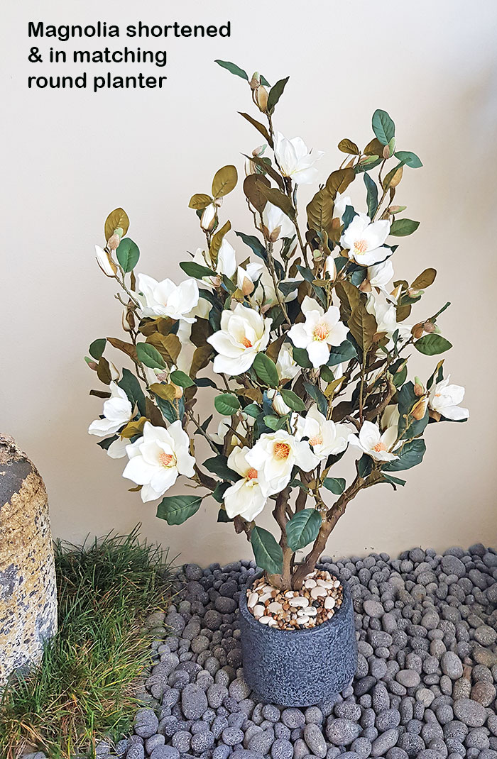 Magnolia Tree - flowering 1.6m
