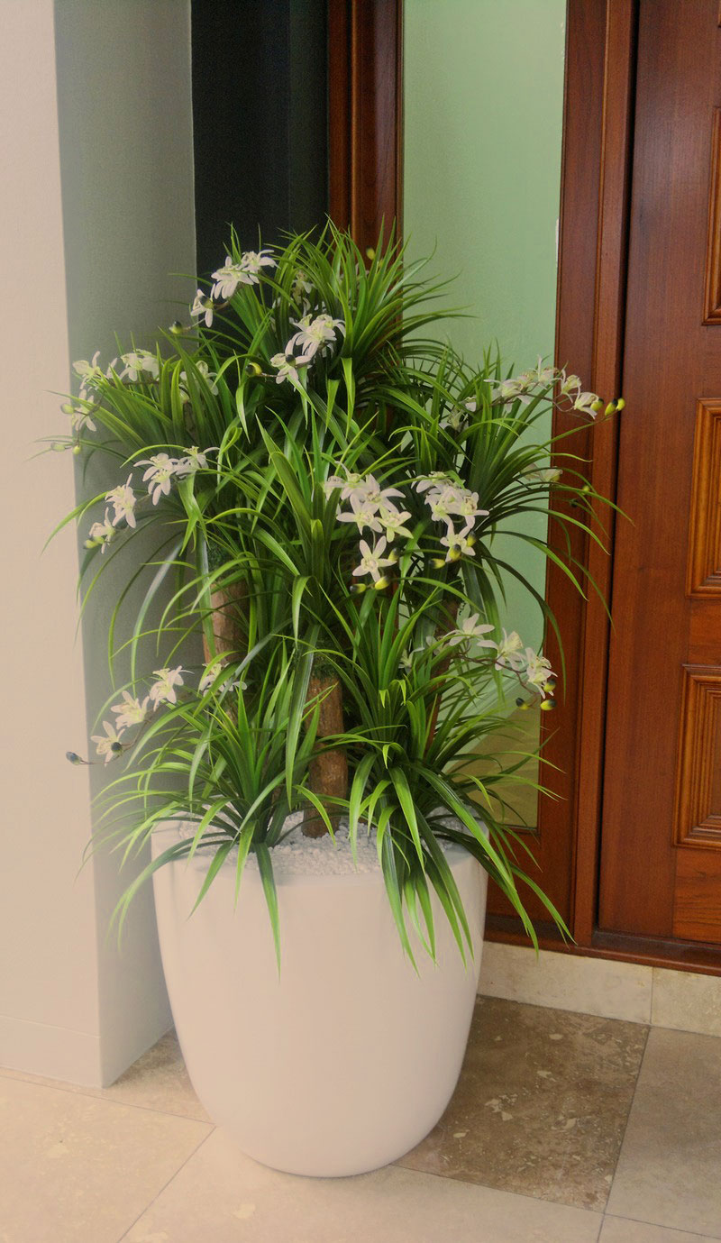 Orchid Trees 1.2m