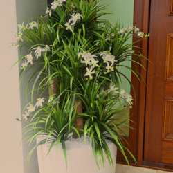 Orchid Trees 1.2m - artificial plants, flowers & trees - image 1