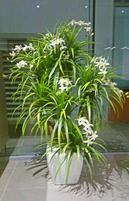 Orchid Trees 1.2m
