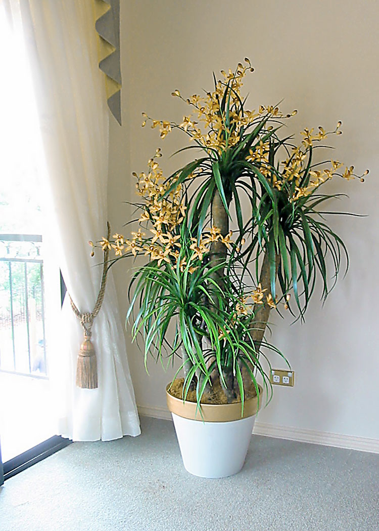 Orchid Trees 1.2m