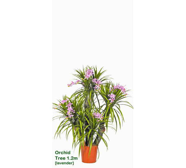 Orchid Trees 1.2m