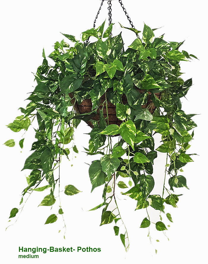 Hanging Baskets- Pothos {small}