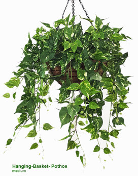 Hanging Baskets- Pothos {medium}