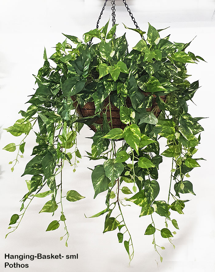 Trailing Bush- med Pothos 
