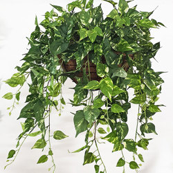 Trailing Bush- med Pothos  - artificial plants, flowers & trees - image 3