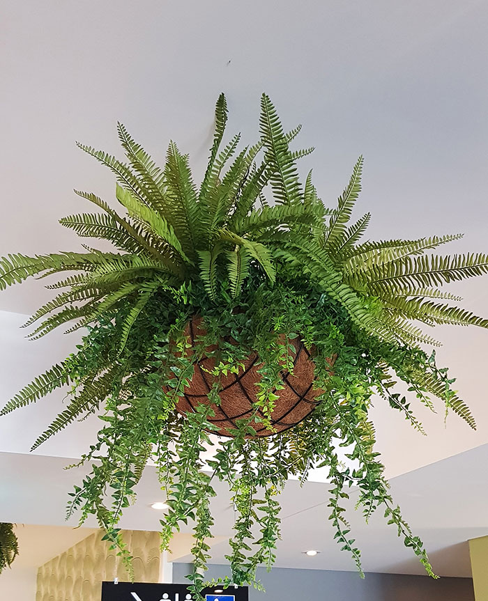 Hanging Baskets- Mixed-Ferns (medium)