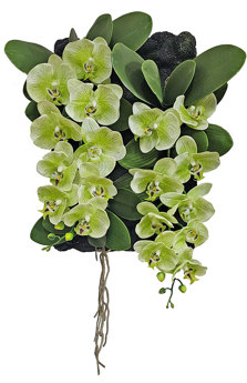 Orchid Wall-Plaque green flowers