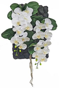 Orchid Wall-Plaque white flowers