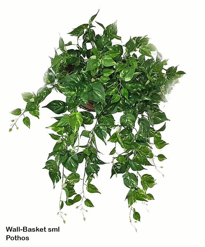 Wall-Baskets Pothos- sml