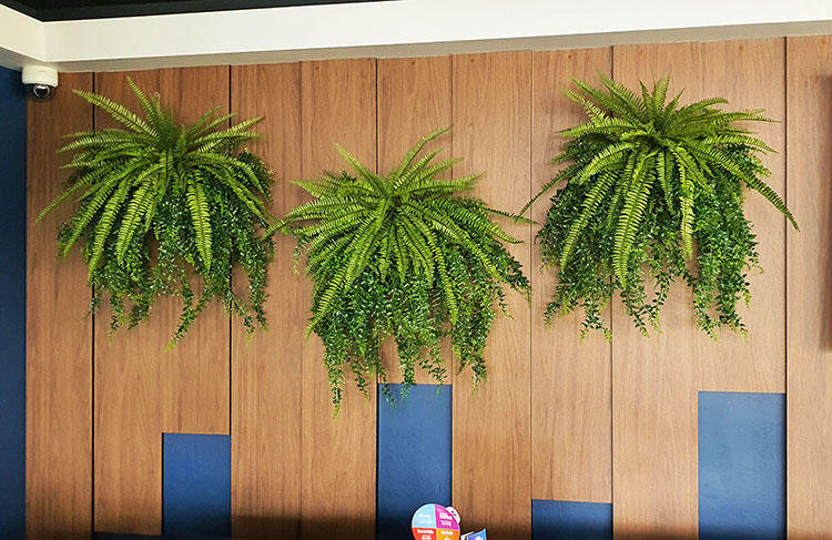 Wall-Baskets Mixed Ferns-sml