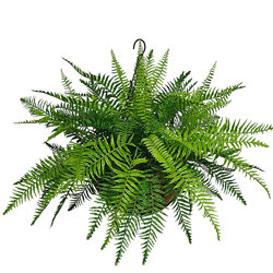 Hanging Baskets- Boston Ferns UV (small)  - artificial plants, flowers & trees - image 4