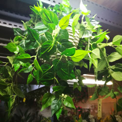 Trailing Bush- lge Philo - artificial plants, flowers & trees - image 3