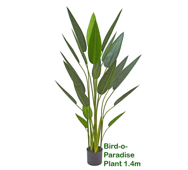 Bird of Paradise Plant 1.4m