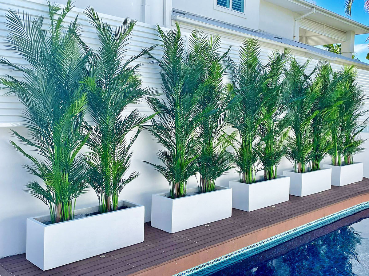 Alexander Palm 2.1m UV-treated  