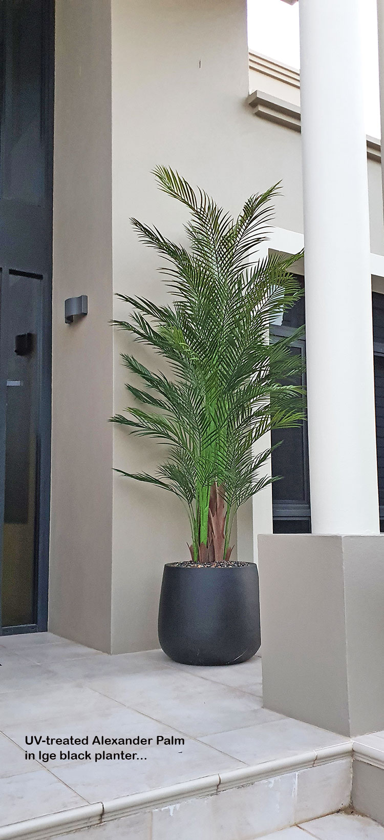 Alexander Palm 2.1m UV-treated  